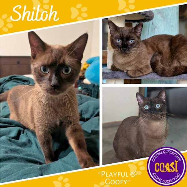 Photo of Shiloh
