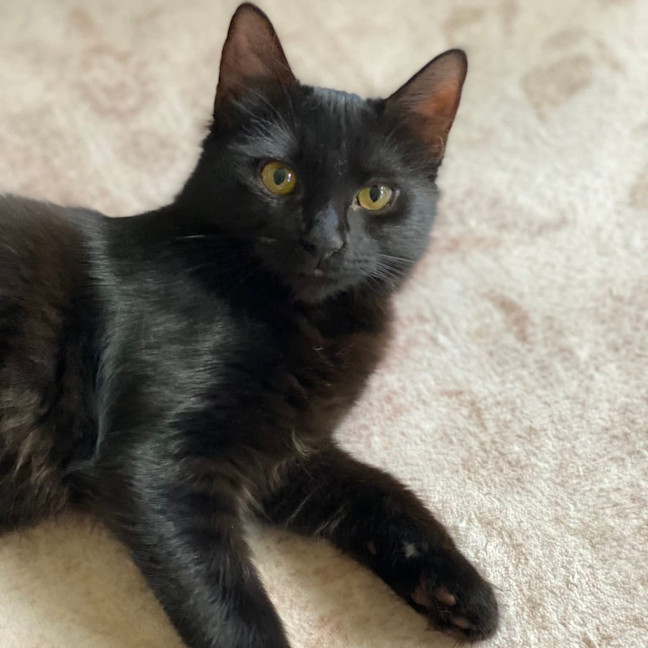 Photo of Pea