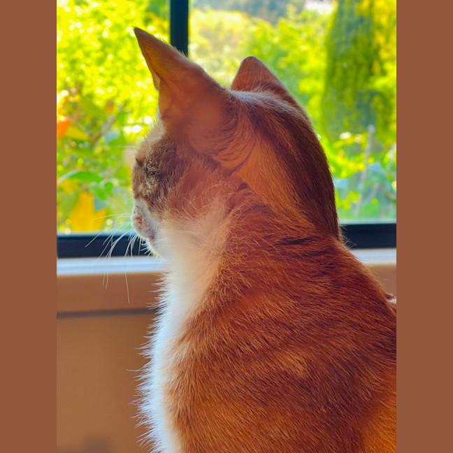 Photo of Caracalla