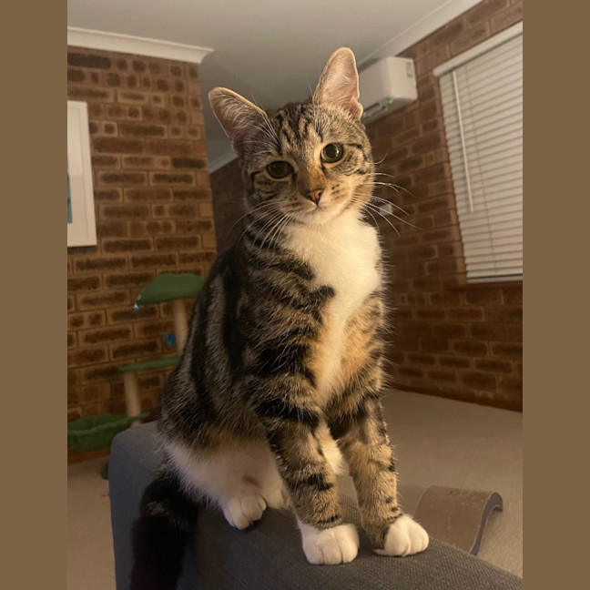 Photo of Puss