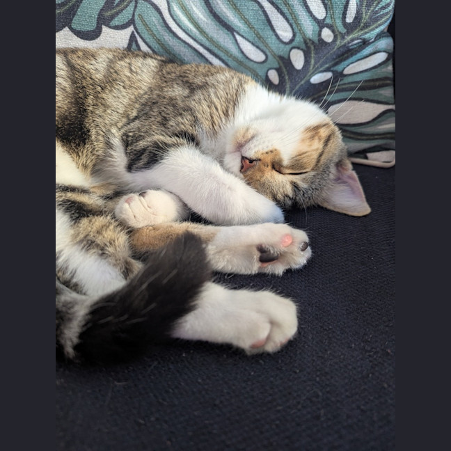 Photo of Dottie Golden