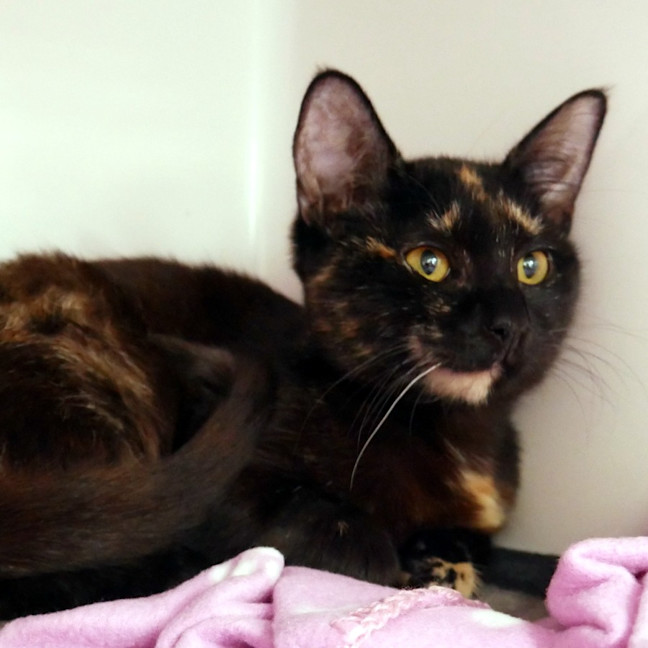 Photo of Maple Stk014275