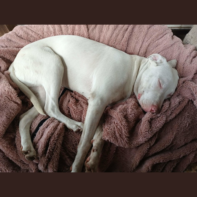 Photo of Ghost