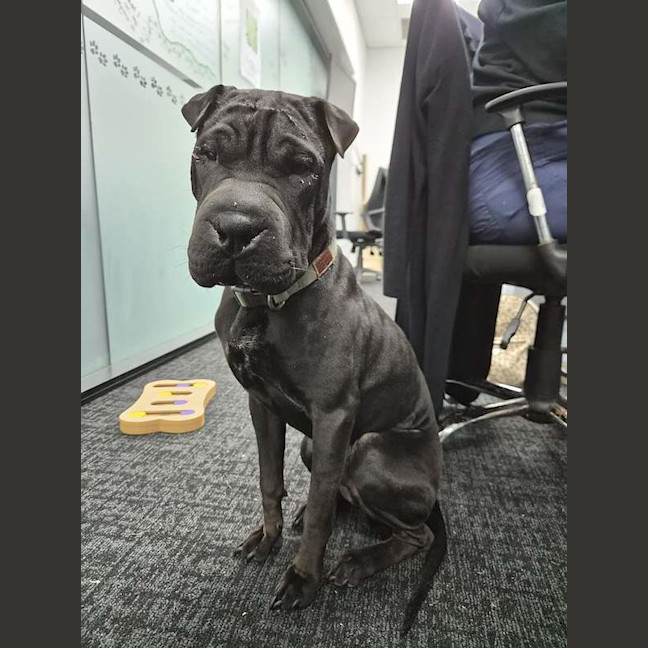 Photo of Junior