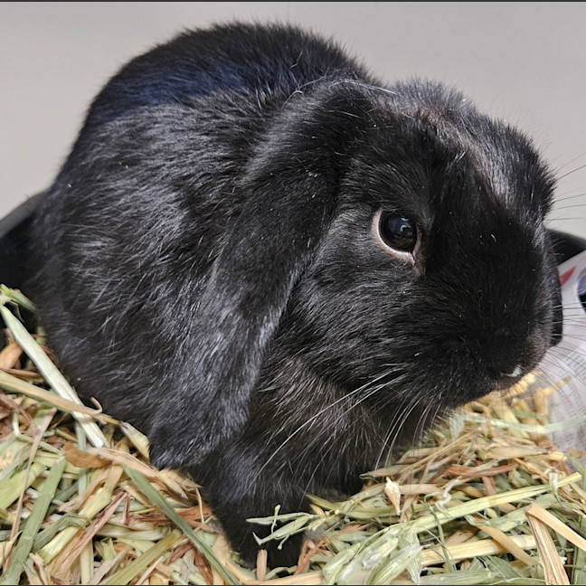Photo of Billy