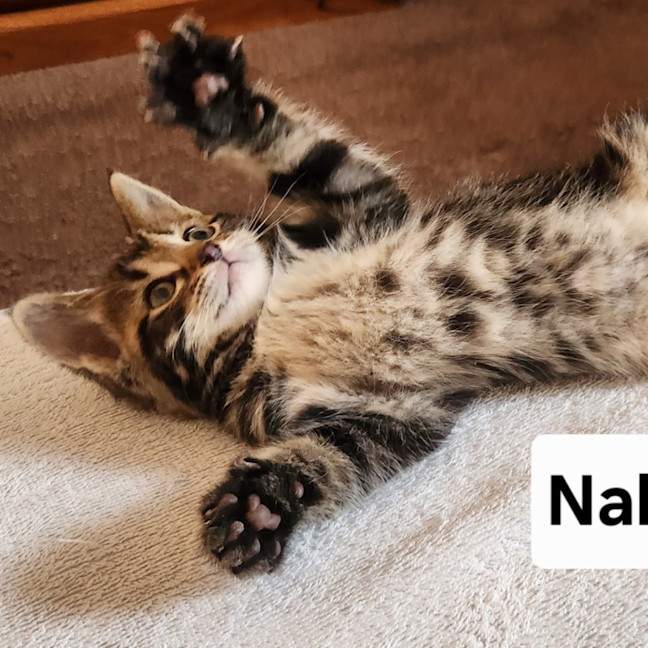 Photo of Nala