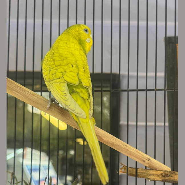 Photo of Wasabi