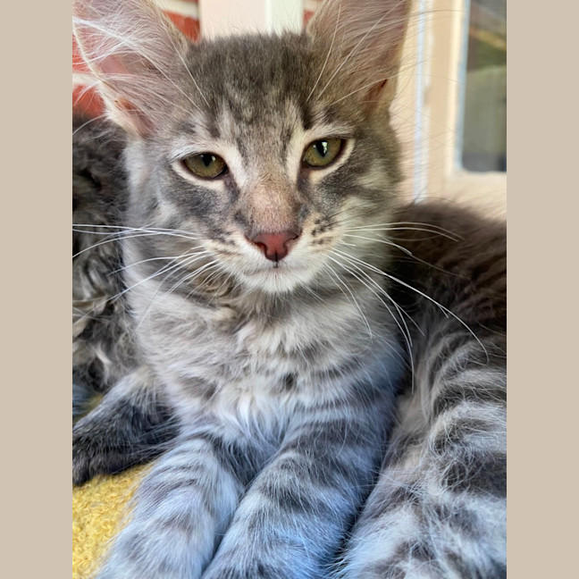 Photo of Dobby