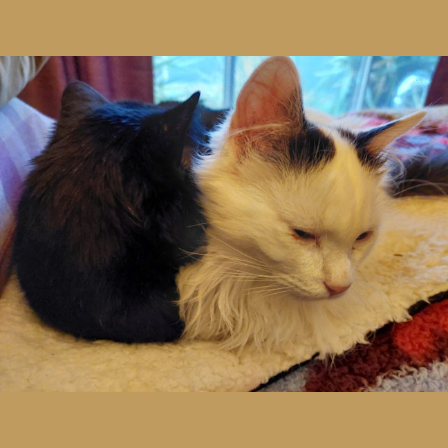 Photo of Silas