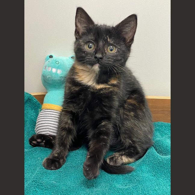 Photo of Princess Peach