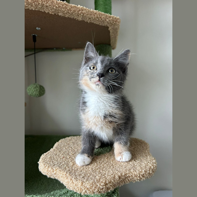 Photo of Peanut 🥜