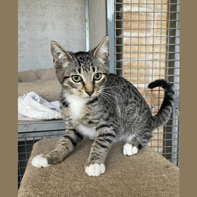Photo of Willow