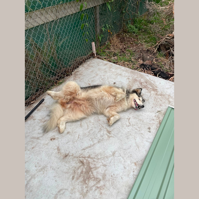 Photo of Storm (Stormie)
