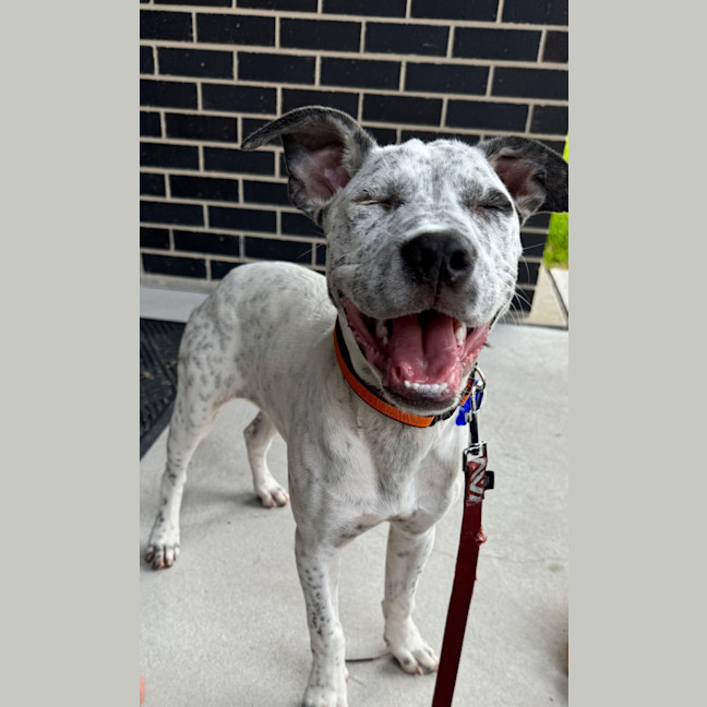 Photo of Chilli   5 Month Old Cattle Dog X (Trial)