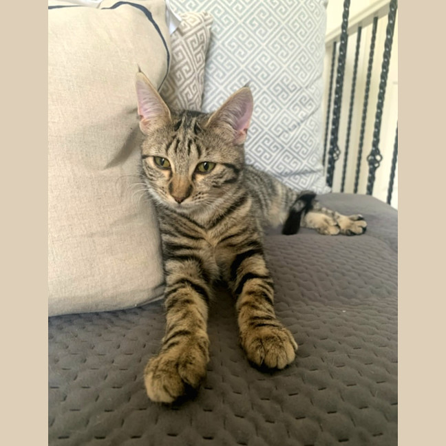 Photo of Strawberry