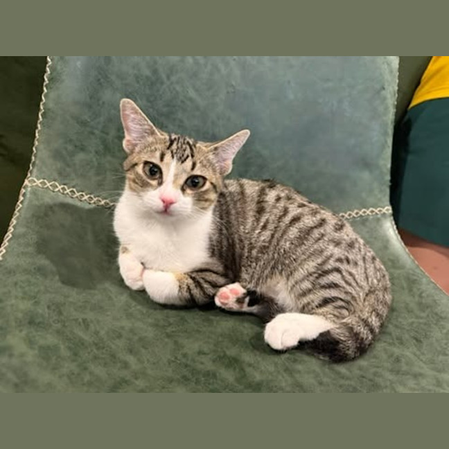 Photo of Cleo