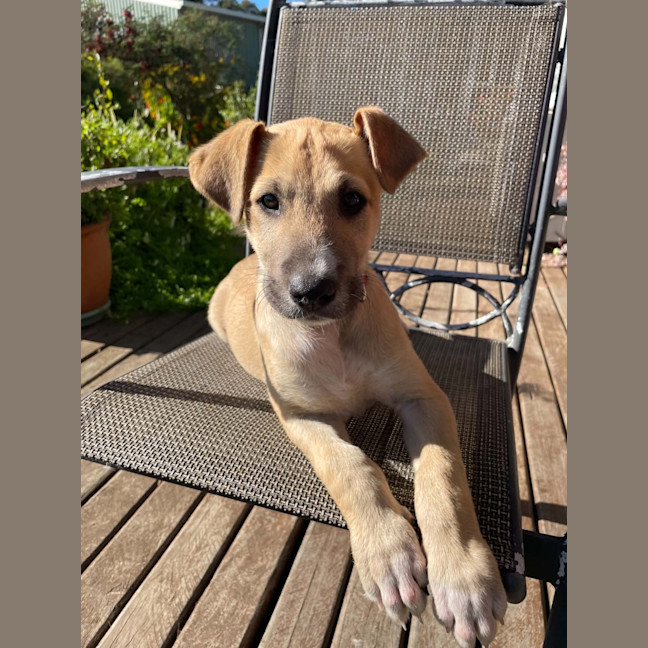 Photo of Alfie