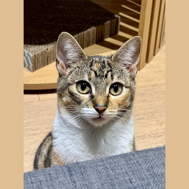 Photo of Maple