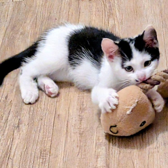 Photo of Minty