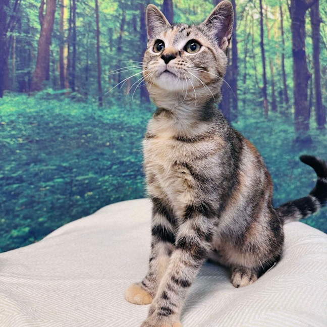 Photo of Pixie   Located In Meadow Heights