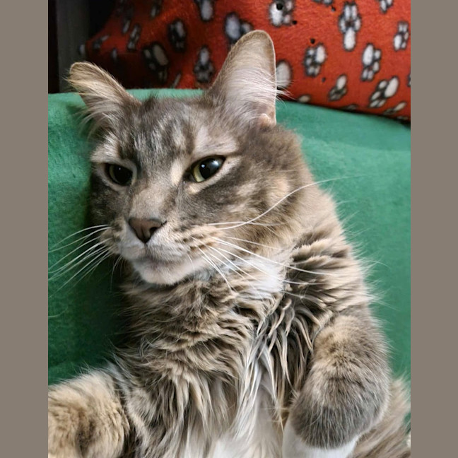 Photo of Cosmo
