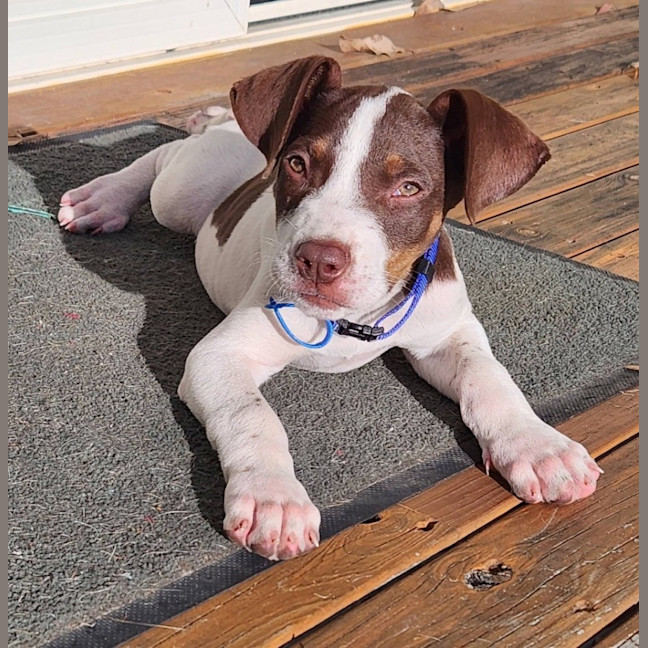 Photo of Buck