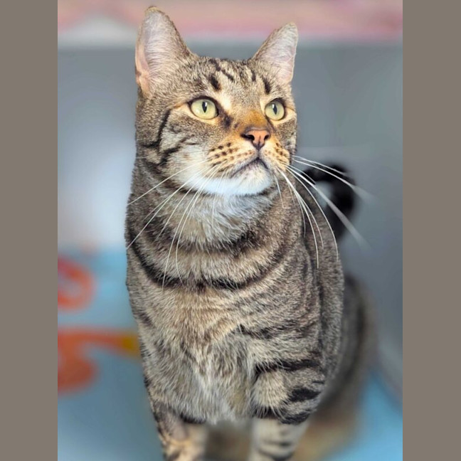 Photo of Loki