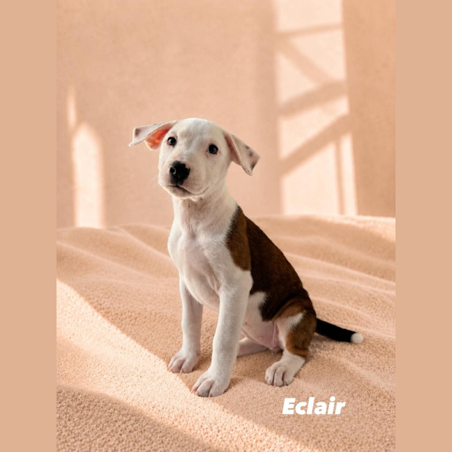 Photo of Eclair