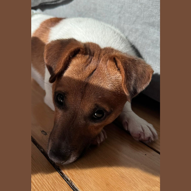 Photo of Teddy