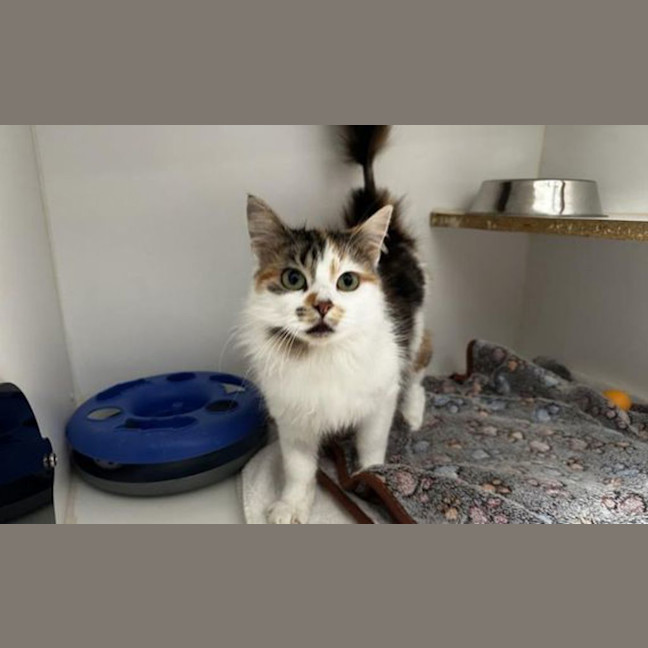 Photo of Patches
