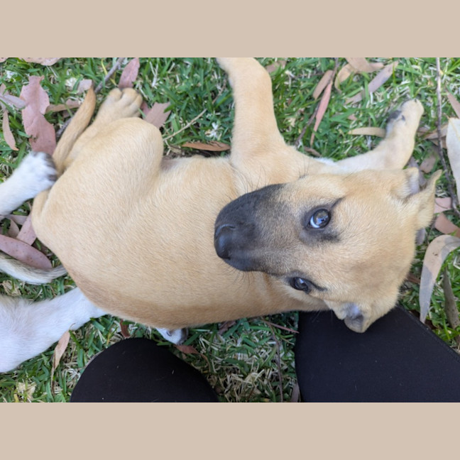 Photo of Dandelion