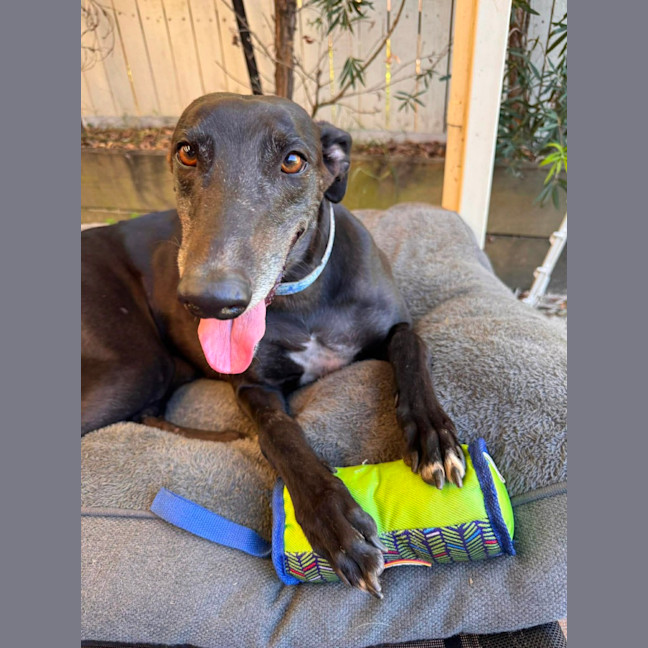 Photo of Zara, The Greyhound