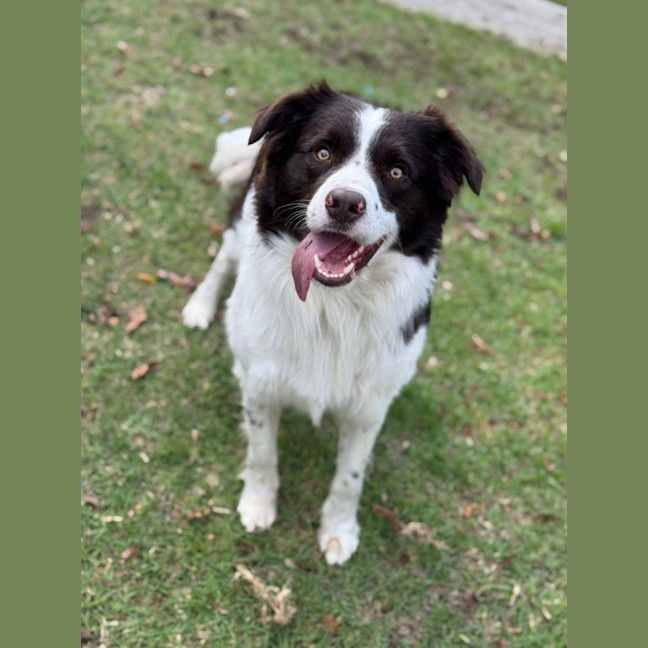 Photo of Roxxy & Rustic 