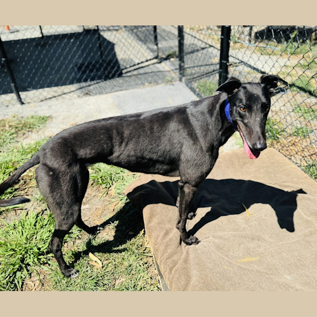 Photo of Onyx