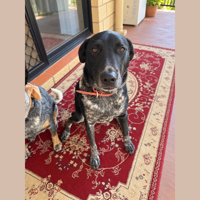 Photo of Nova