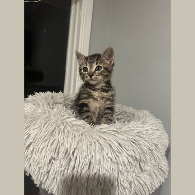 Photo of Toby (Was Starburst)