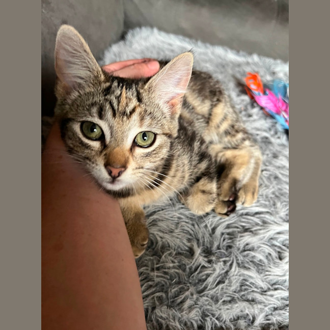 Photo of Tinx ** 2nd Chance Cat Rescue**