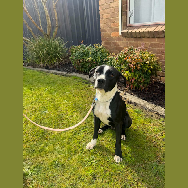Photo of Bluey