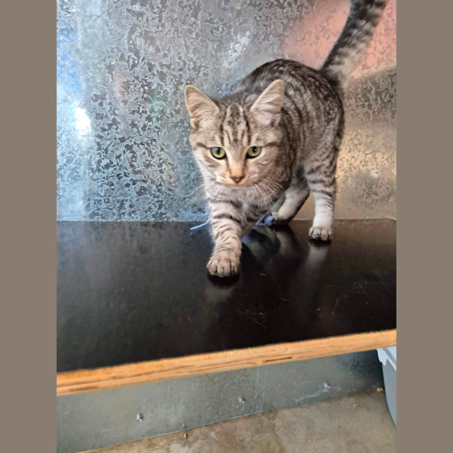 Photo of Lewis! 🐆