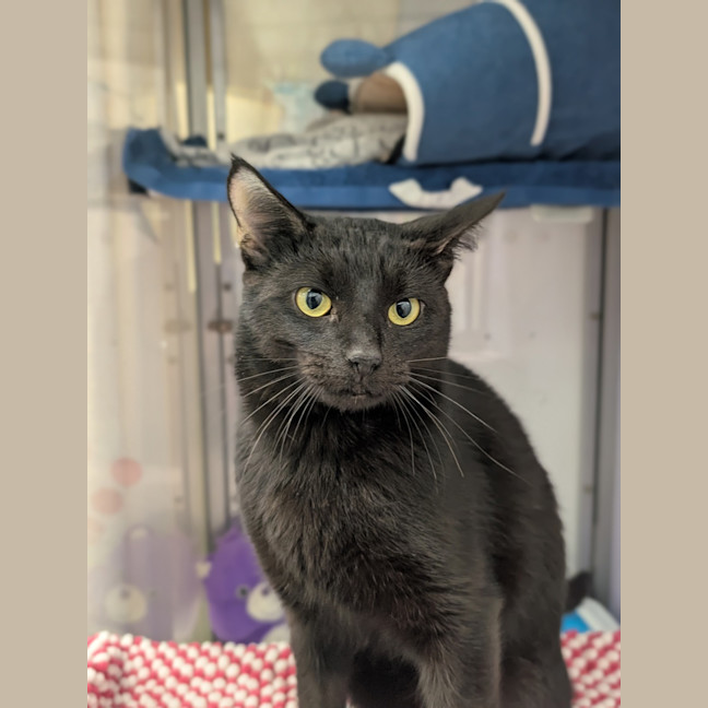Photo of Blackjack