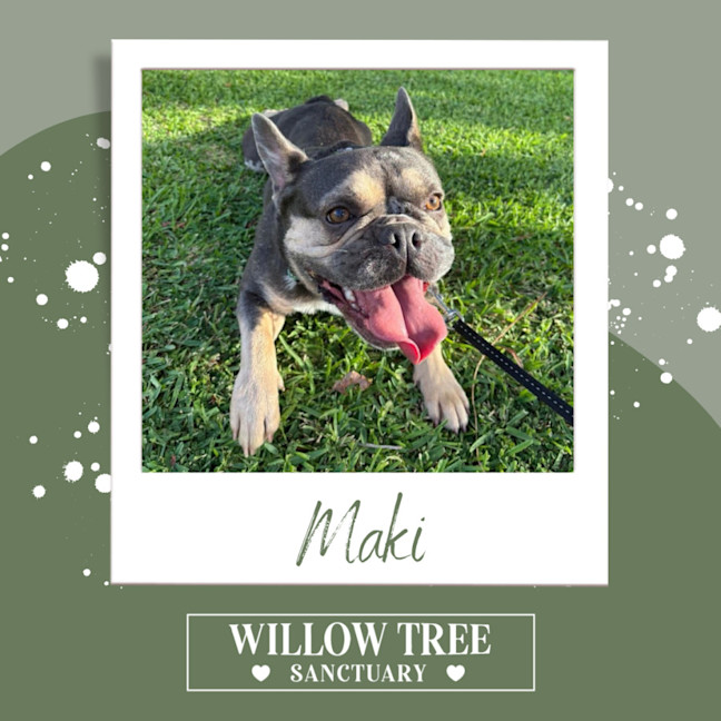 Photo of Maki