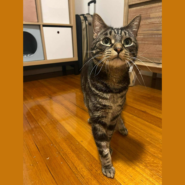 Photo of Jeff   In Foster Care In Doncaster East