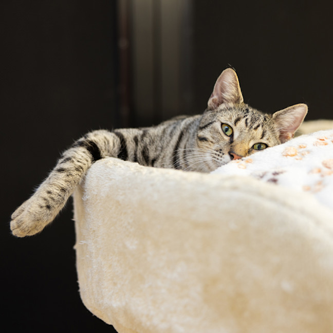 Photo of Tiggs
