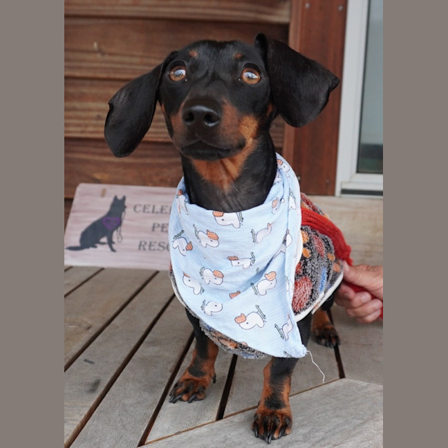 Photo of Lola