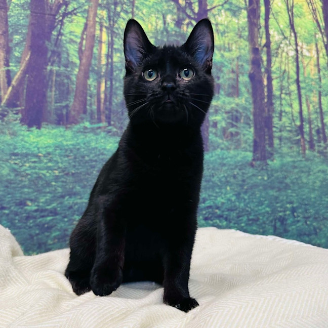 Photo of Cat Man   Located In Preston