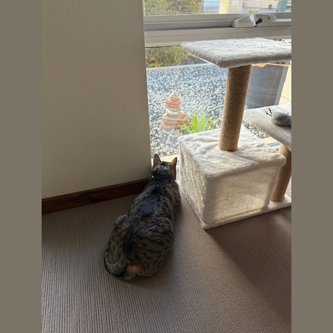 Photo of Archie