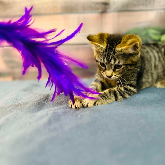 Photo of Atlas   Located In Preston 