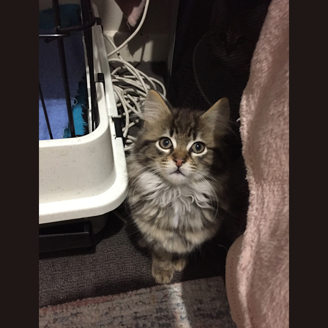 Photo of Humpty Dumpty