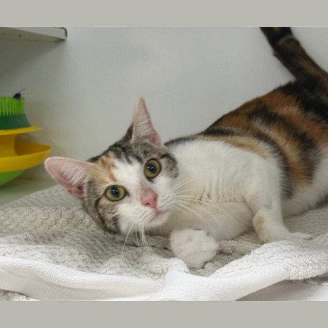 Photo of Delilah