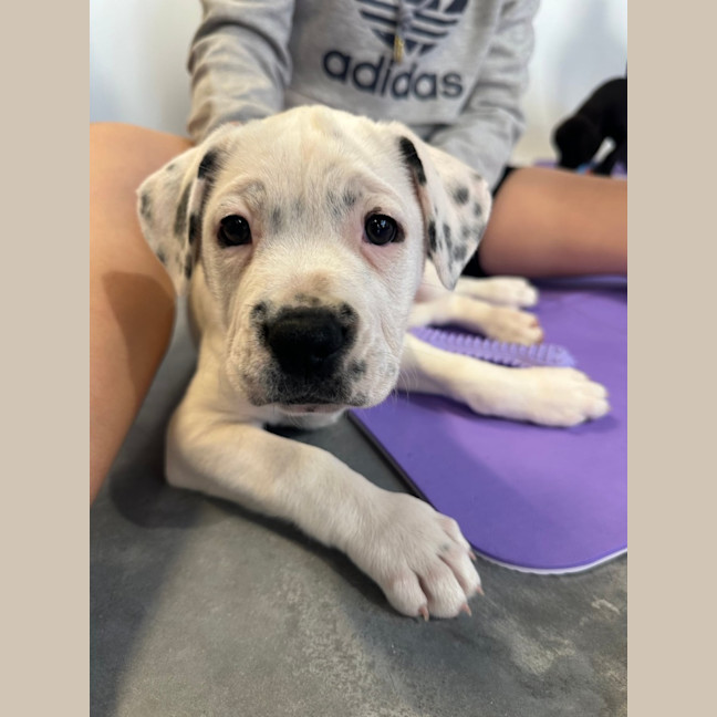Photo of Tilly